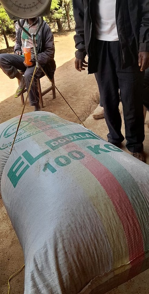 Ein 100 Kilogramm schwerer Kaffee-Sack an einer Waage