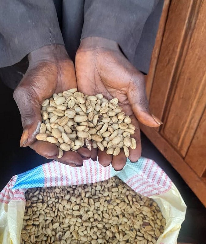 Kaffee-Bohnen im ungerösteten Zustand werden von Händen gehalten.